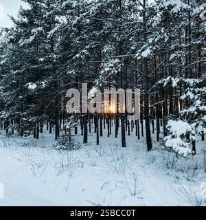 Sunset in pine forest in winter. Warm sunlight shining through dense forest, ground and branches covered with snow. Stock Photo