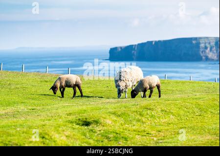 Three sheeps, including two lambs, grazing in the sun, in front of the Northern Sea and a cliff in the distance, Duncasby Head, Scotland Stock Photo