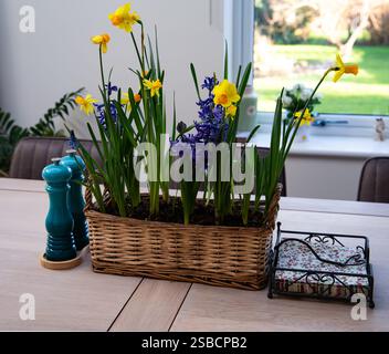 Basket of vibrant yellow and purple spring flowers on a wooden dining table in a bright and airy dining space Stock Photo