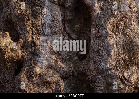 Texture of the bark of an old deciduous tree Stock Photo