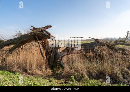 13.Old oak tree dmaged in a storm Stock Photo