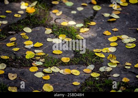 Vail Colorado ski resort colorful autumn fall aspen tree yellow fallen leaves on stone rock ground closeup low angle view Stock Photo