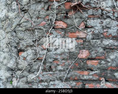 Old Brick Wall with Crumbling Plaster and Vines  Stock Photo