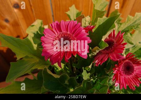 Pink Gerbera Daisy flower growing in Southern California USA Stock Photo