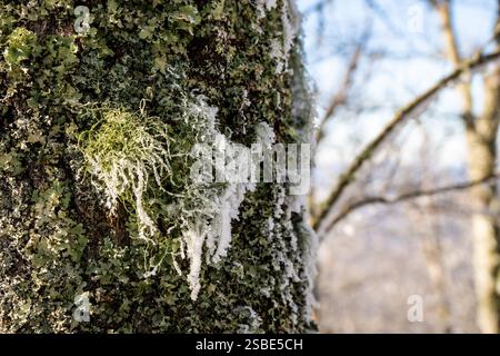 Close Up of Snow On Tree Moss In Winter in the Smokies Stock Photo
