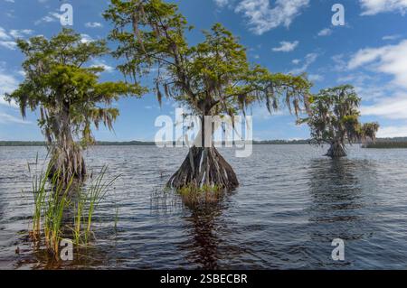 Cypress trees, Taxodium distichum, on the shore of Lake Russell in Florida. The native southern trees with wide bases are draped with Spanish moss. Stock Photo