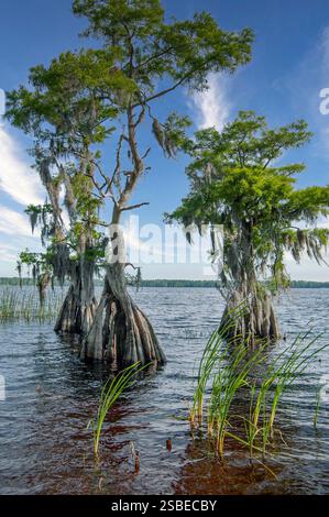 Cypress trees, Taxodium distichum, on the shore of Lake Russell in Florida. The iconic tropical trees with wide bases are draped with Spanish moss. Stock Photo