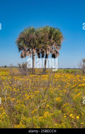 Two Cabbage palms, Sabal palmetto, in an autumn field of flat-topped goldenrod and sunflowers in Kissimmee Prairie Preserve in central Florida. Stock Photo