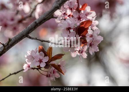 Plum tree in bloom, Wallowa Valley, Oregon. Stock Photo