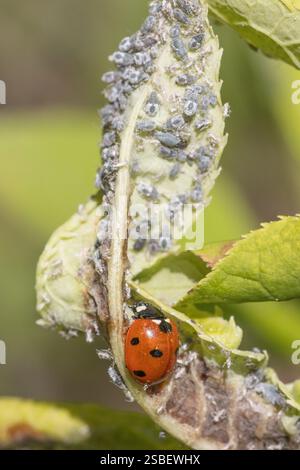 Seven-spot ladybird, aka common ladybug or seven-spotted ladybug, eating aphids on the leaf of bird cherry (Prunus padus) in southwestern Finland Stock Photo