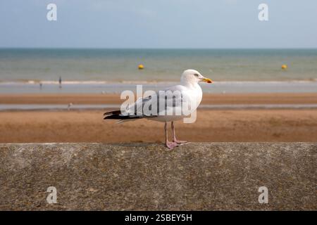 Gulls sitting on the wall at Dymchurch Beach in Dymchurch, Kent, UK. Stock Photo