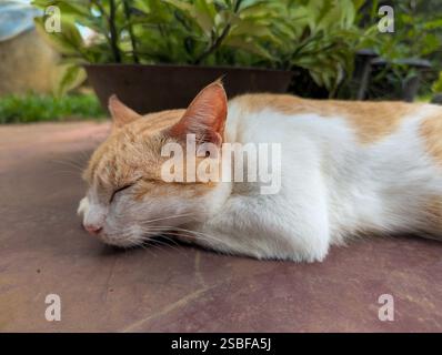 Relaxed ginger and white cat sleeping peacefully on a warm outdoor patio near potted plants. Stock Photo