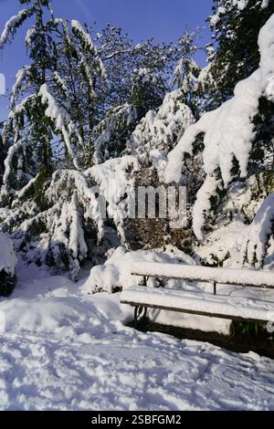 A snow-laden bench sits in a wintery park scene, surrounded by evergreen trees heavy with snow in The Valley Gardens, Harrogate, Yorkshire, UK. Stock Photo