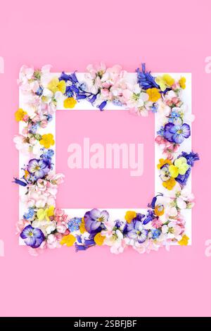 Spring Beltane background border with springtime flowers, white frame on pink. Seasonal nature floral arrangement celebration for greetings card. Stock Photo