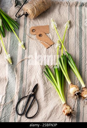 Floristic arrangement with white grape hyacinth flowers and bulbs on linen tablecloth. Homemade decoration for Easter or Mother day. Copy space. Stock Photo