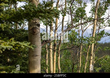 Birch tree trunks surrounded by lush pine branches Stock Photo