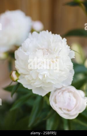 Close up of a gorgeous, white peony flower in full bloom Stock Photo