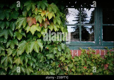 Ivy-covered brick wall with an old green window reflecting trees Stock Photo