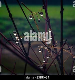 Close up picture of dewdrops on a bush by the side of a river Stock Photo