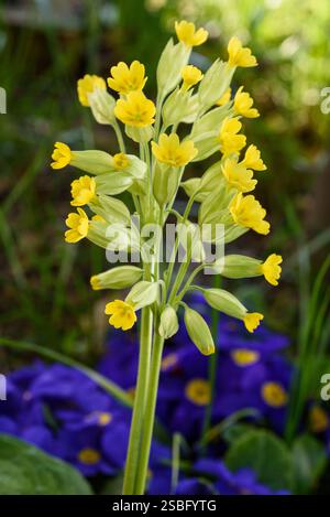 Cowslip Primrose flowers  on blurred green background.  on blurred green background. Stock Photo