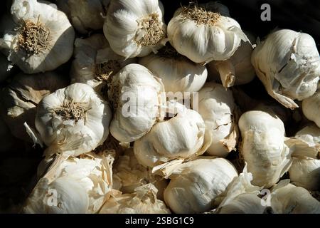 selection of loose garlic bulbs in shop display on black background Stock Photo