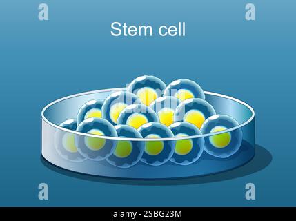 Stem cell therapy. Close-up of Stem cells in Petri dish. Regenerative medicine. Pluripotent stem cells. Vector poster. Isometric Flat illustration Stock Vector