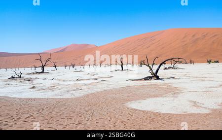 Dead Vlei, clay pan filled with ancient, blackened camelthorn trees standing eerily against white clay, orange dunes, and bright blue sky Stock Photo