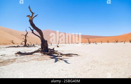 Dead Vlei, clay pan filled with ancient, blackened camelthorn trees standing eerily against white clay, orange dunes, and bright blue sky Stock Photo
