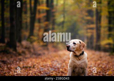 Portrait of cute dog in autumn nature. Labrador retriever waiting on footpath in deep forest. Stock Photo