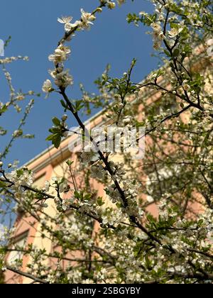 A vibrant spring scene featuring delicate white blossoms on slender branches, set against a bright blue sky and a pastel-colored building. This compos Stock Photo