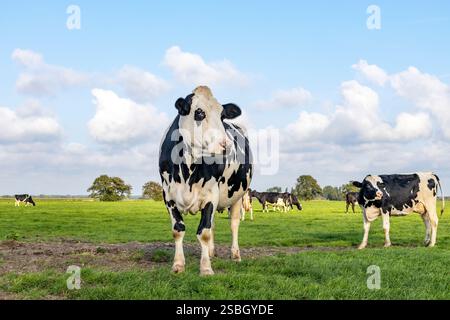 Cow standing full length in front view, Holstein cattle cattle black and white, standing dairy livestock, in a green pasture Stock Photo