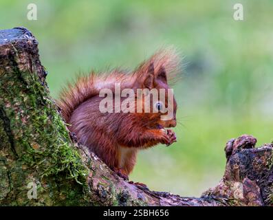A British Red Squirrel (Sciurus vulgaris), sitting on it's haunches and eating a hazelnut Stock Photo