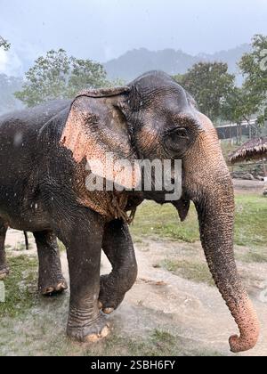 Elephant walking in sanctuary in Phuket, Thailand Stock Photo