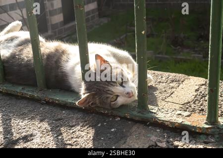 Diyarbakır Turkey Turkiye, cat behind metal bars under the sun looking at camera, cat lying looking at camera, grey white Stock Photo