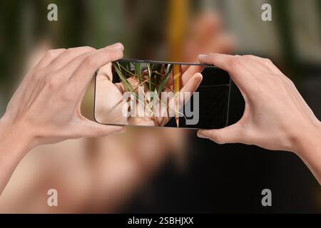Man using mobile phone to recognize disease of house plant, closeup. Finder app Stock Photo