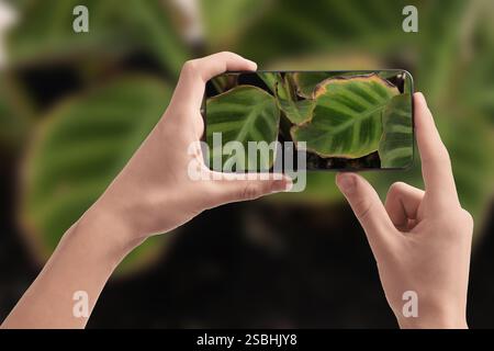 Man using mobile phone to recognize disease of house plant, closeup. Finder app Stock Photo