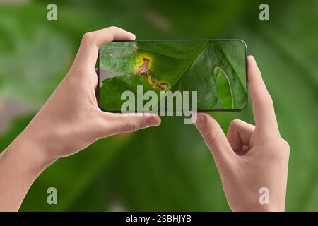 Man using mobile phone to recognize disease of house plant, closeup. Finder app Stock Photo