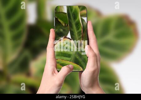 Man using mobile phone to recognize disease of house plant, closeup. Finder app Stock Photo