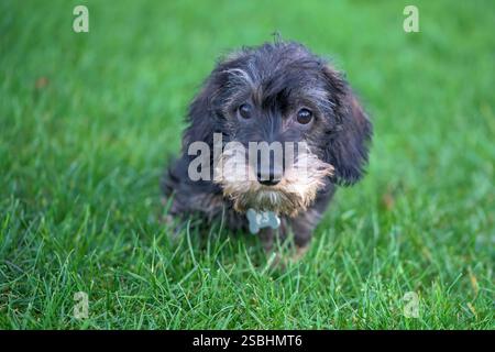 Adorable dachshund puppy with shaggy fur sitting on lush green grass outdoors. The spotlight highlights the innocence and curiosity Stock Photo