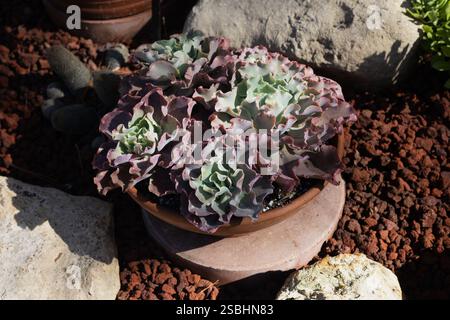 Echeveria succulent plants in a container outdoors in a garden. Stock Photo