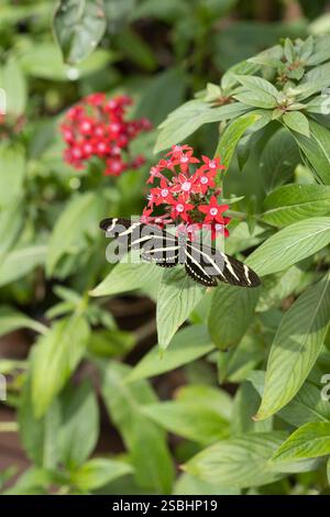 Zebra longwing butterfly on a flower. Stock Photo