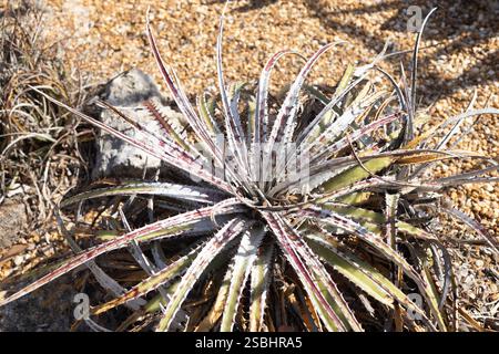 hechtia-mooreana-plant-in-a-