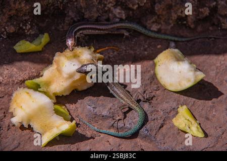 Madeira wall lizard (Teira dugesii), an endemic species native to Madeira, commonly found on rocks, walls, and gardens - Jardim Botânico da Madeira Stock Photo