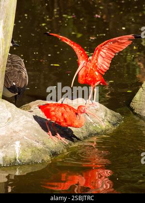 Two spectacular, mature scarlet ibises, one with its wings spread Stock Photo