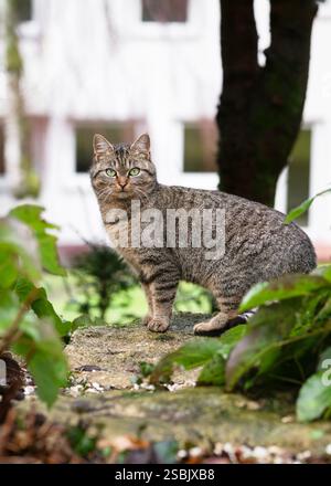 Amazing village tabby cat sitting on a mossy stone and curiously looking at the camera. (Felis catus) Selective focus. Stock Photo