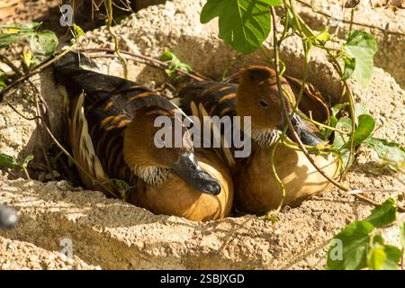 Two fulvous whistling duck (Dendrocygna bicolor) nesting in a hollow building block. Stock Photo
