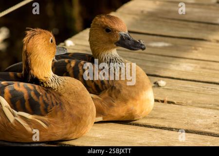 Two fulvous whistling ducks (Dendrocygna bicolor) resting on a wooden board walk in a bird sanctuary Stock Photo
