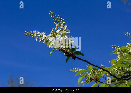 Selective focus photo. Bird cherry tree , Prunus padus blooming. Stock Photo