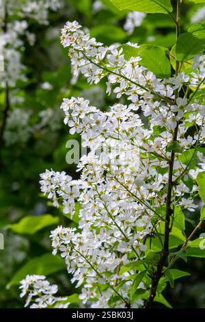 Selective focus photo. Bird cherry tree , Prunus padus blooming. Stock Photo