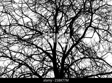 Monochrome silhouette of tree branches. hand drawing. Not AI Vector illustration Stock Vector